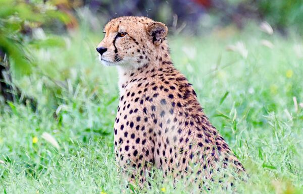 1. JANUARY – Alf De Vincentiis_Mother Cheetah – Kruger National Park, South Africa